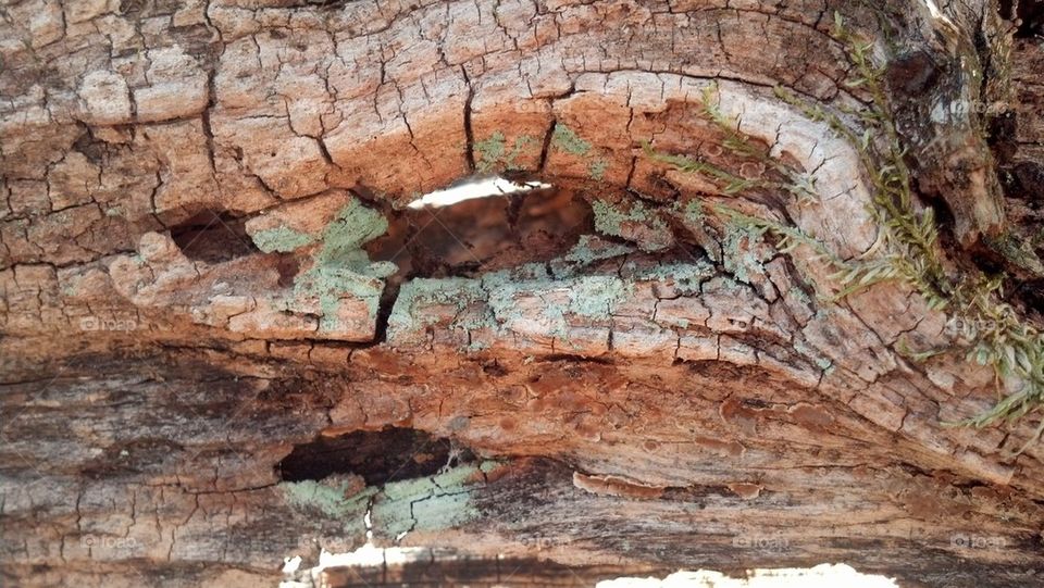 treebark