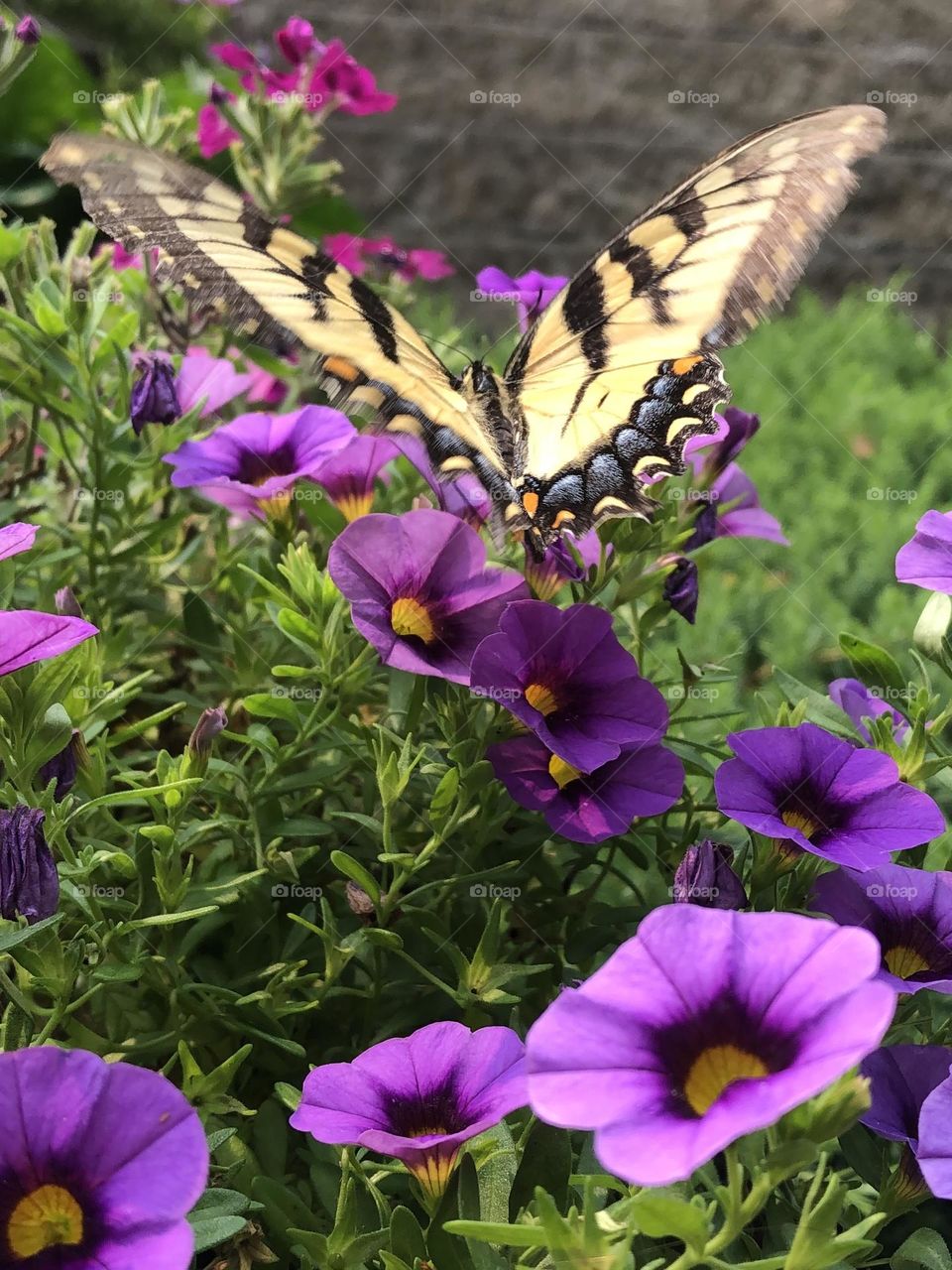 Papilio glaucus eastern tiger swallowtail butterfly pollinating petunia flowers backyard neighborhood landscaping garden container gardening patio plants summer nature insects bugs the stillness within