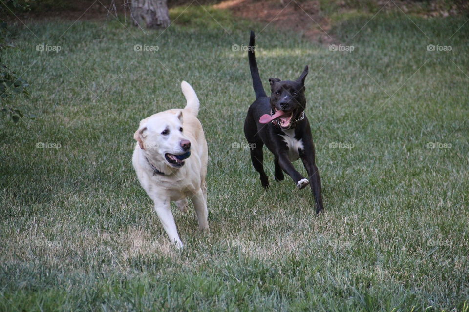 Dogs in formal garden