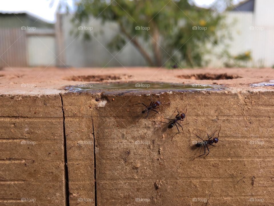 Three 3  large worker ants on old brick
