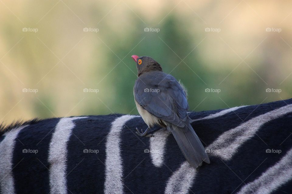 Oxpecker feeding on a zebra south Africa.