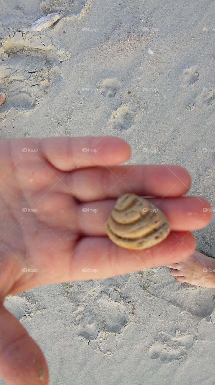 Pawleys Money seashell
