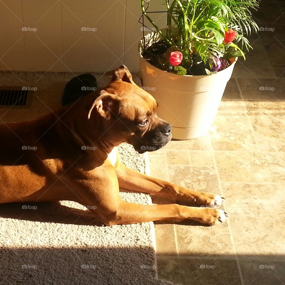 boxer catching some sun