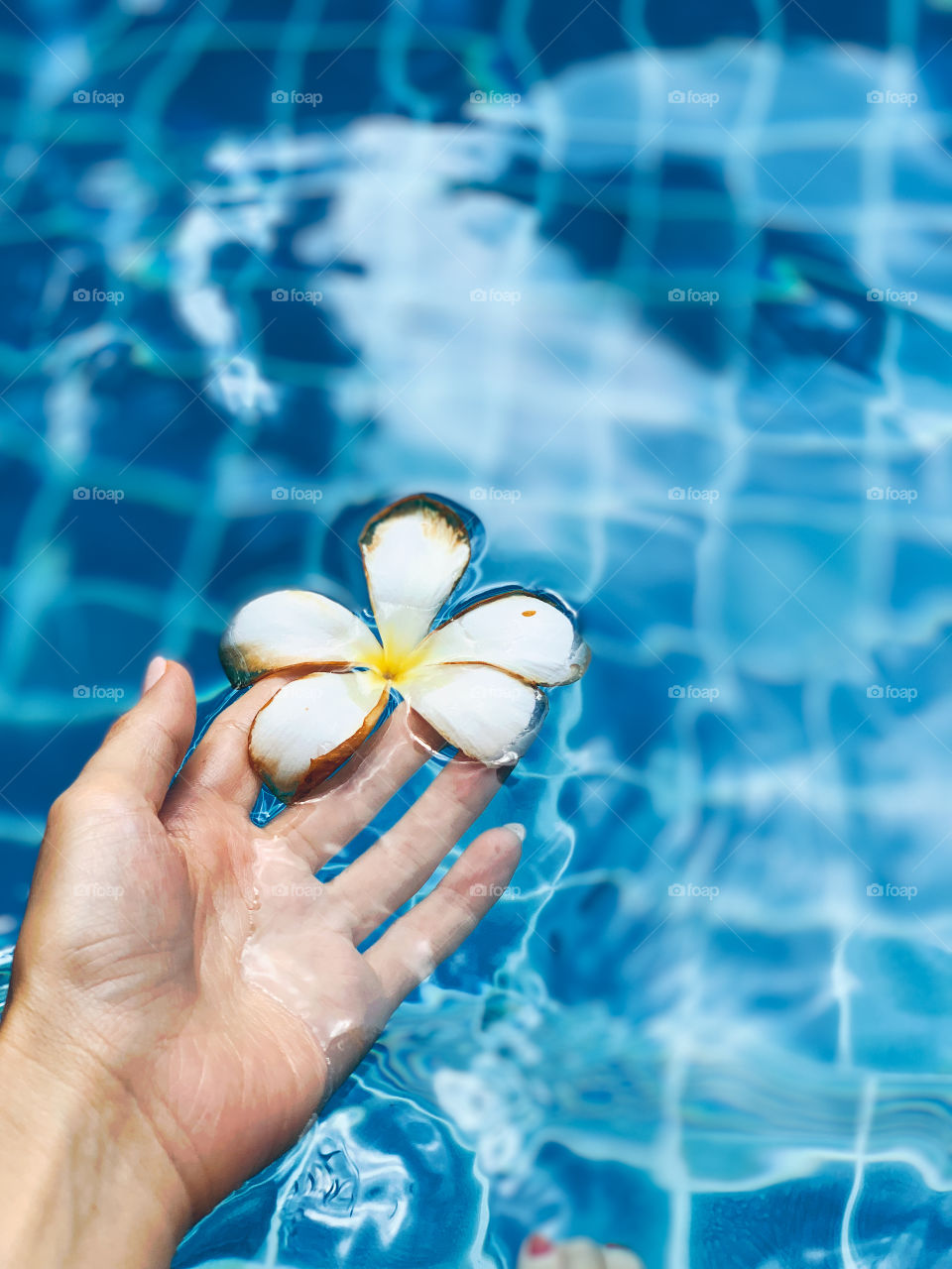 Frangipani flower in the swimming pool