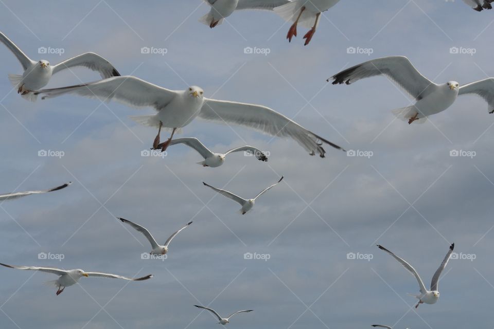 seagulls