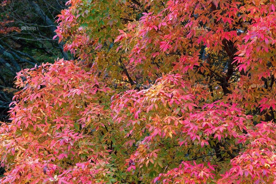autumn tree in the park