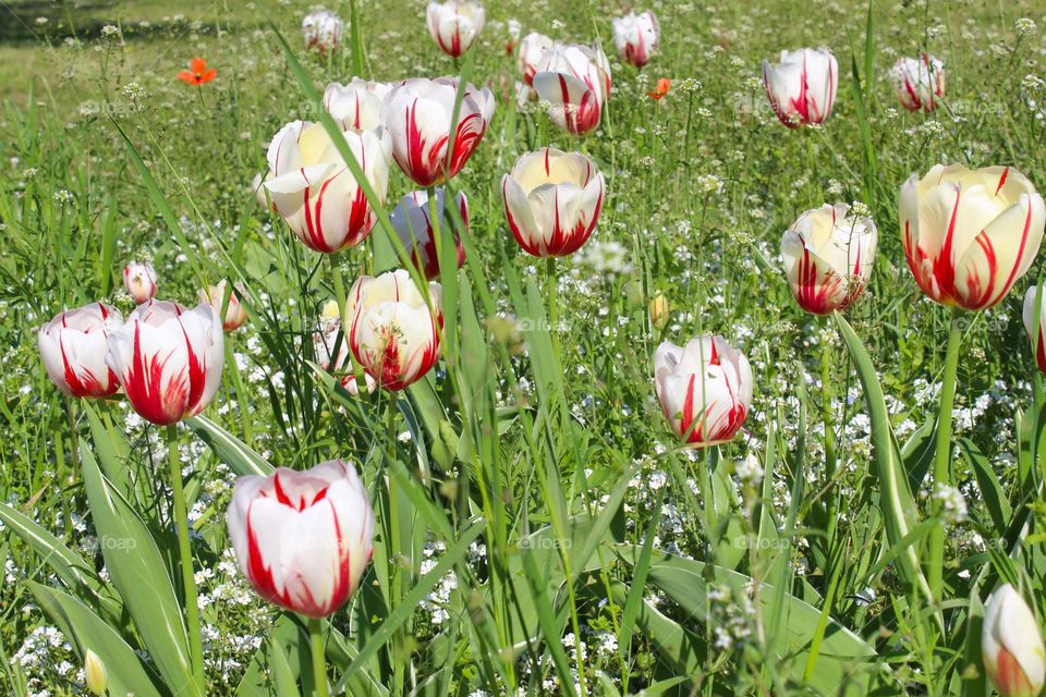 Close up of view of white-red tulips with tiny white flowers in the garden.  Springtime