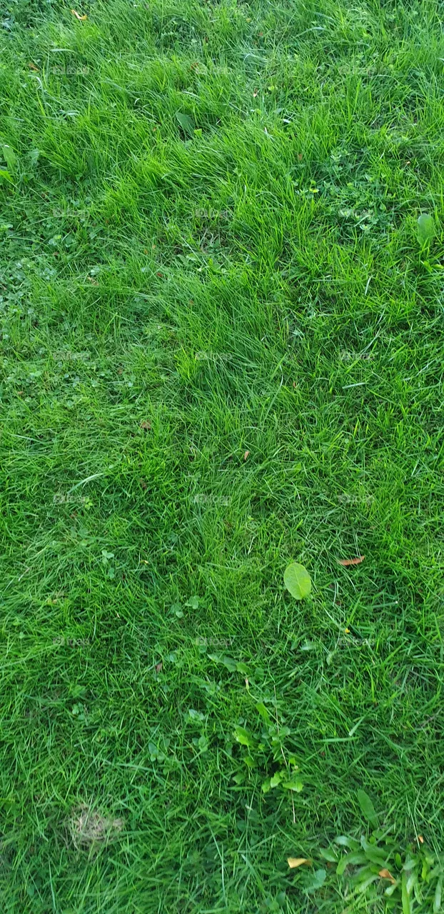 green grass