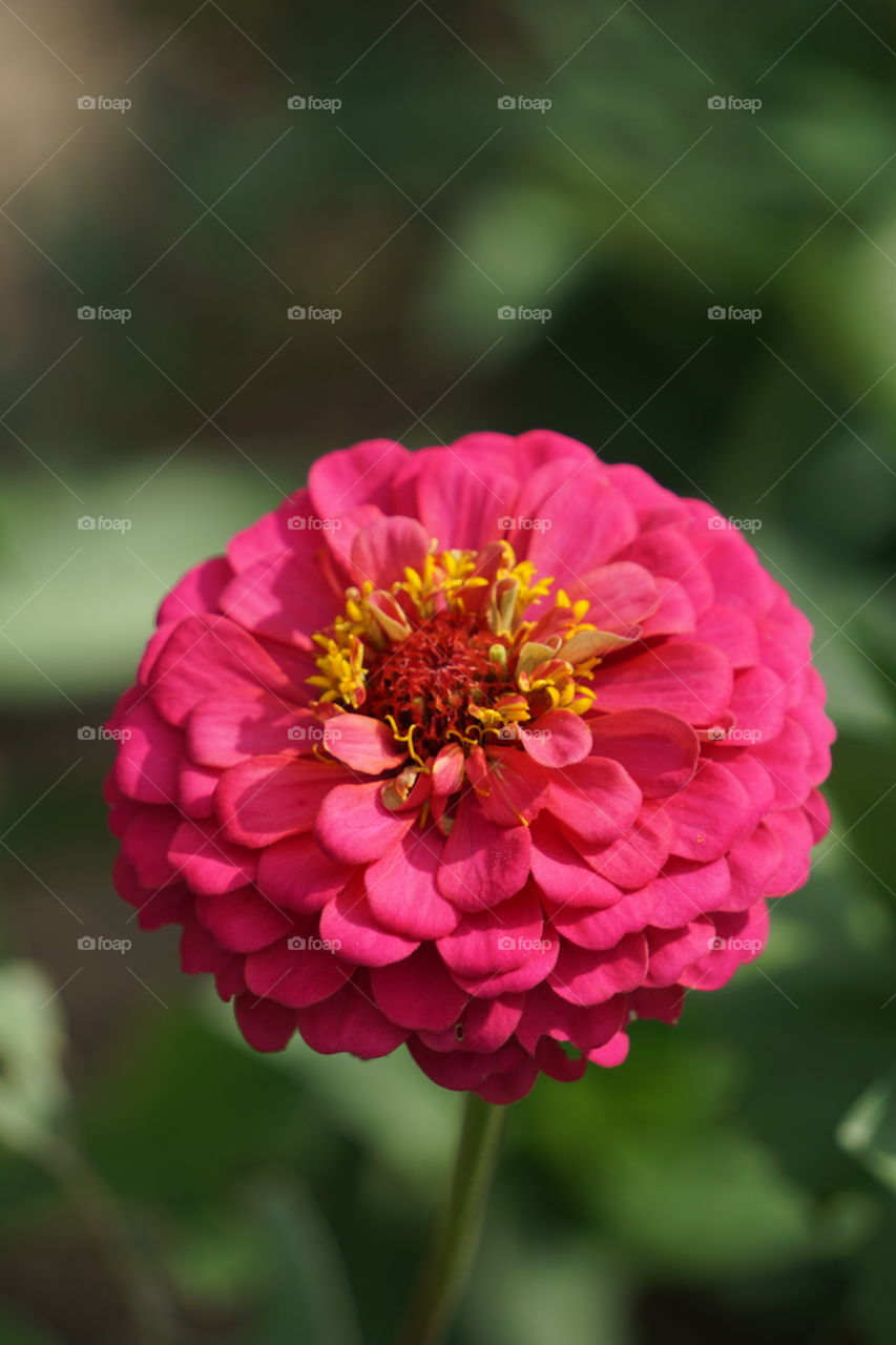 Zinnias add a zip of color to your garden. 
