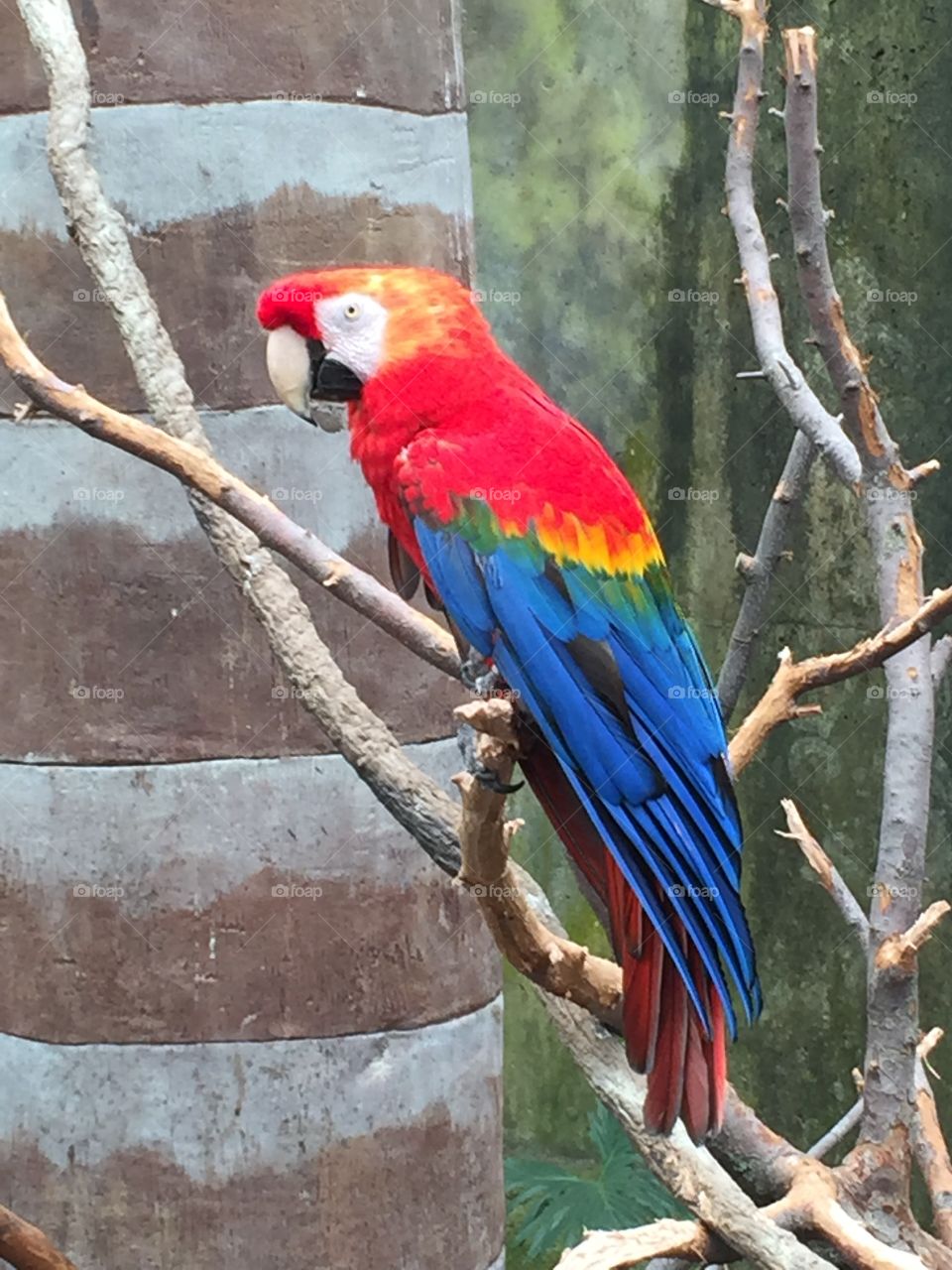 Beautiful Red Macaw