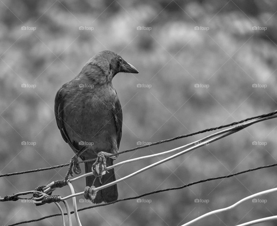 Crow - Black and white style