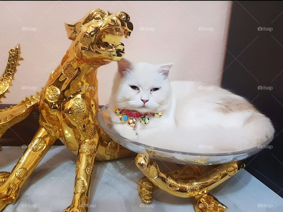cat with a golden tiger