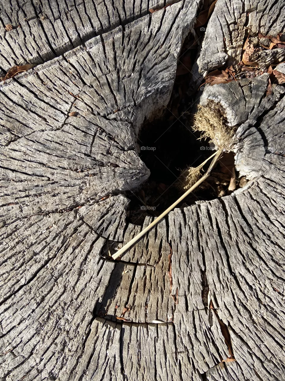 Log on a walk