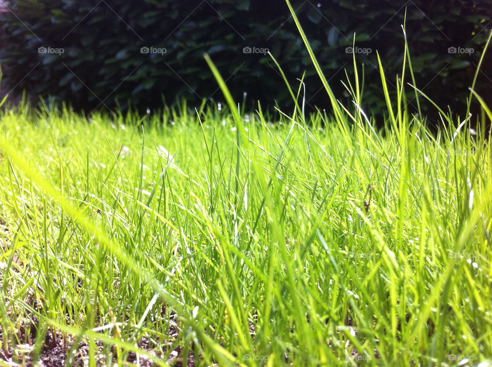 green spring grass summer by leesure