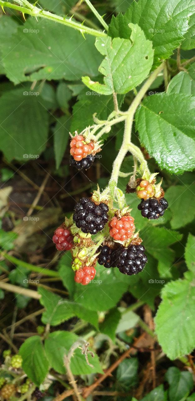 dew on blackberries