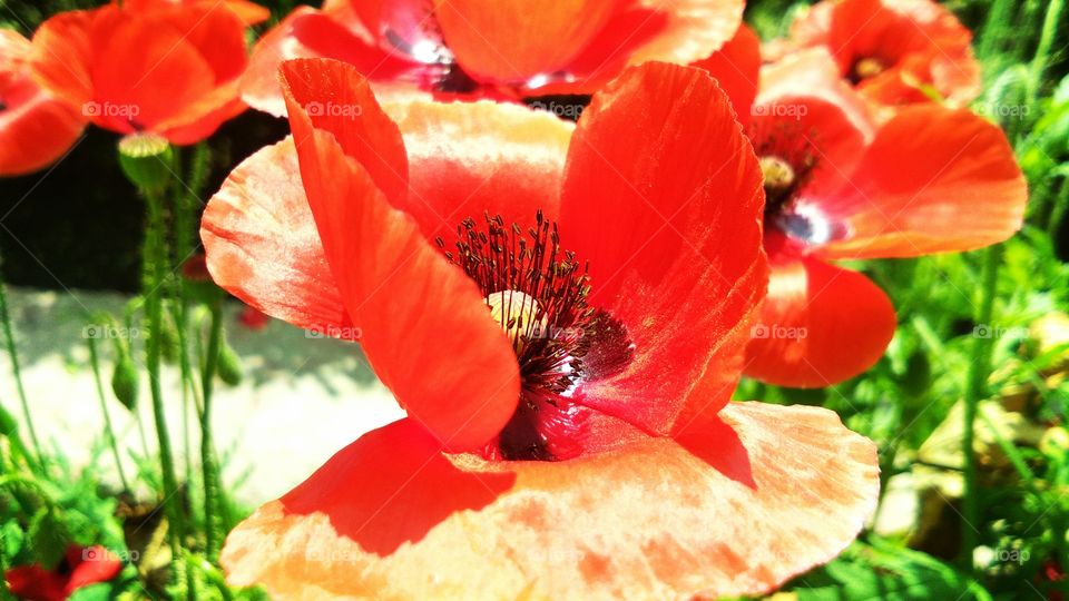 beautiful red poppy flowers or papaver somniferum