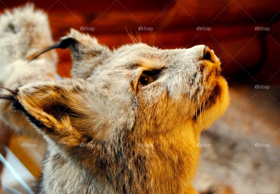 Captured By the Lynx’s Stare