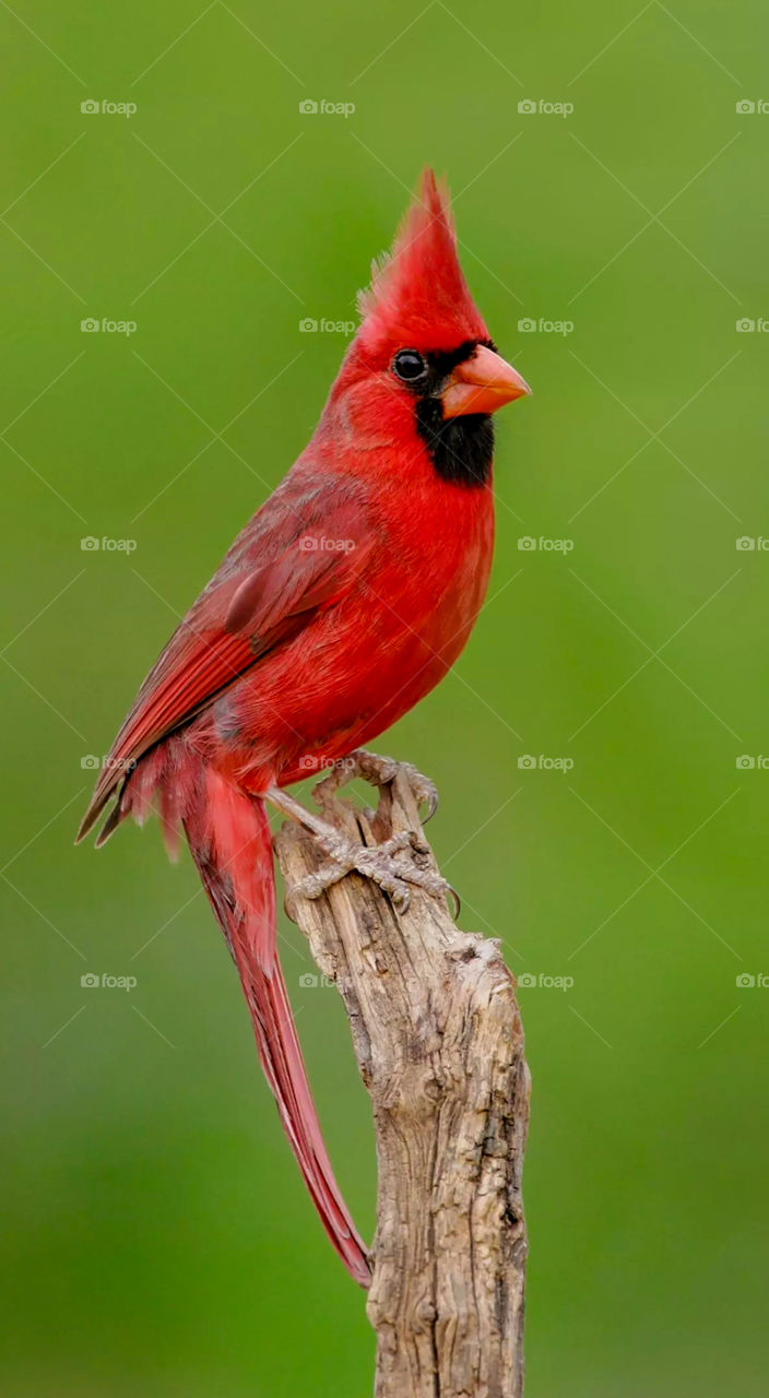 cardinal birds