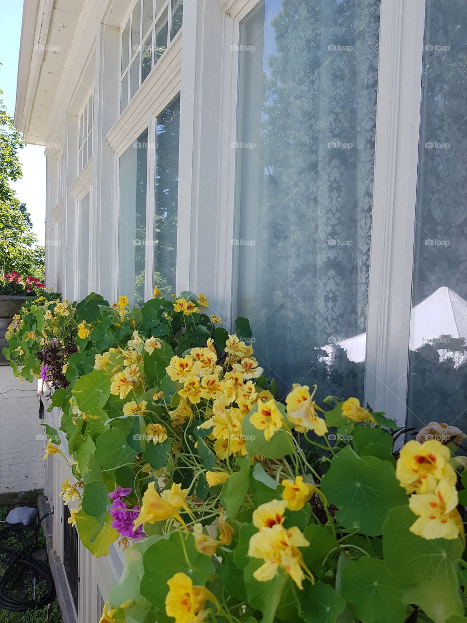 Nasturtium on a windowsill