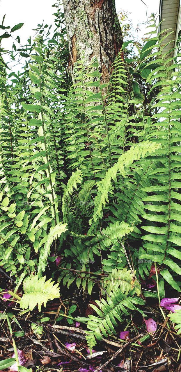 ferns  tree bark outside sky