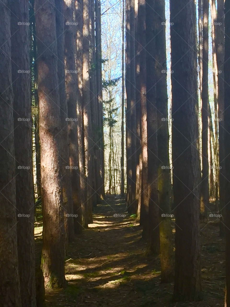 Tunnel of pines in light