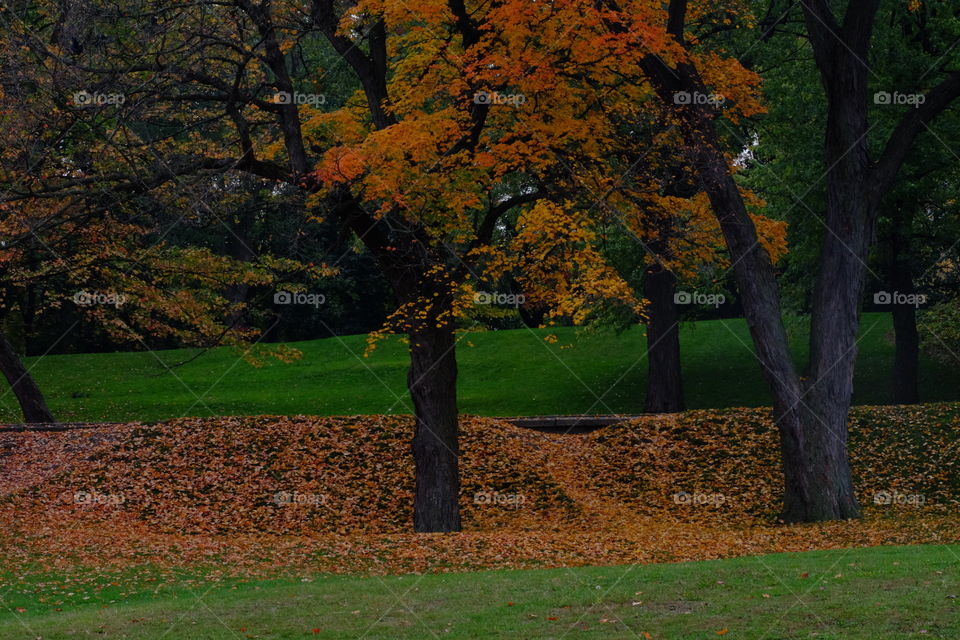 In the Park 