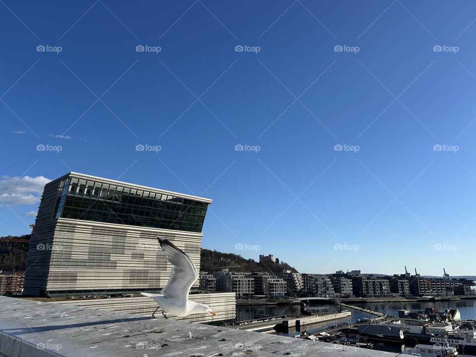 Seagull preparing to fly in a blue sky and the Munch museum behind