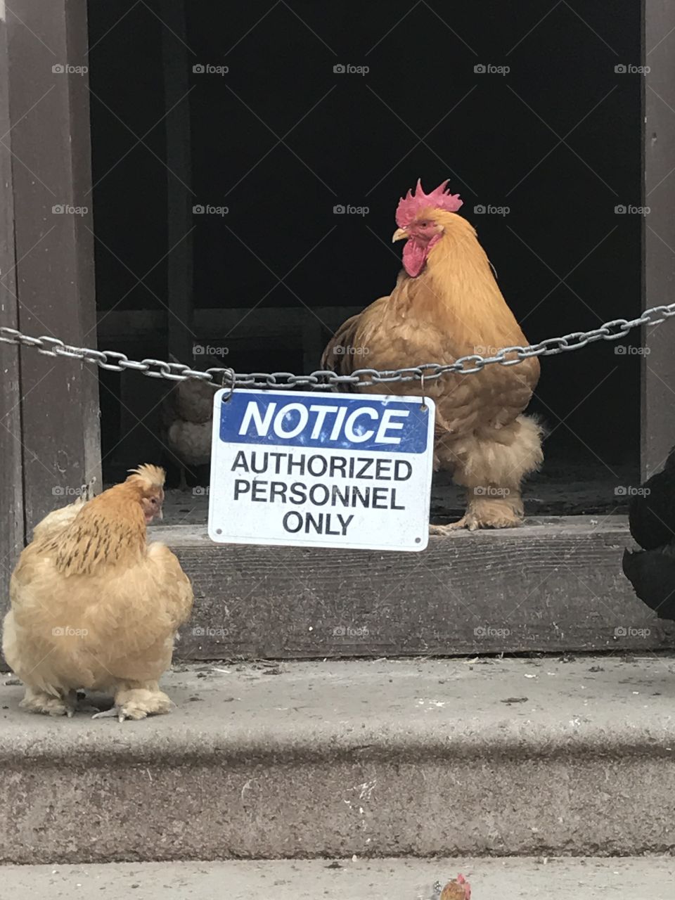 Pretty sure that Chicken is NOT authorized personnel...