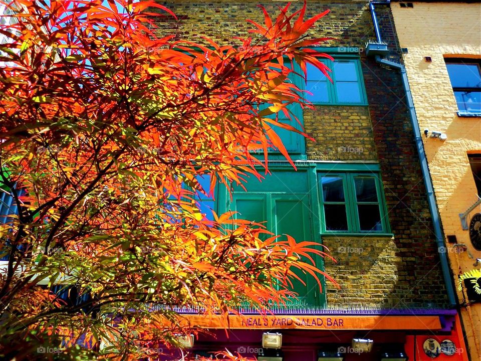 Residential building behind autumn tree