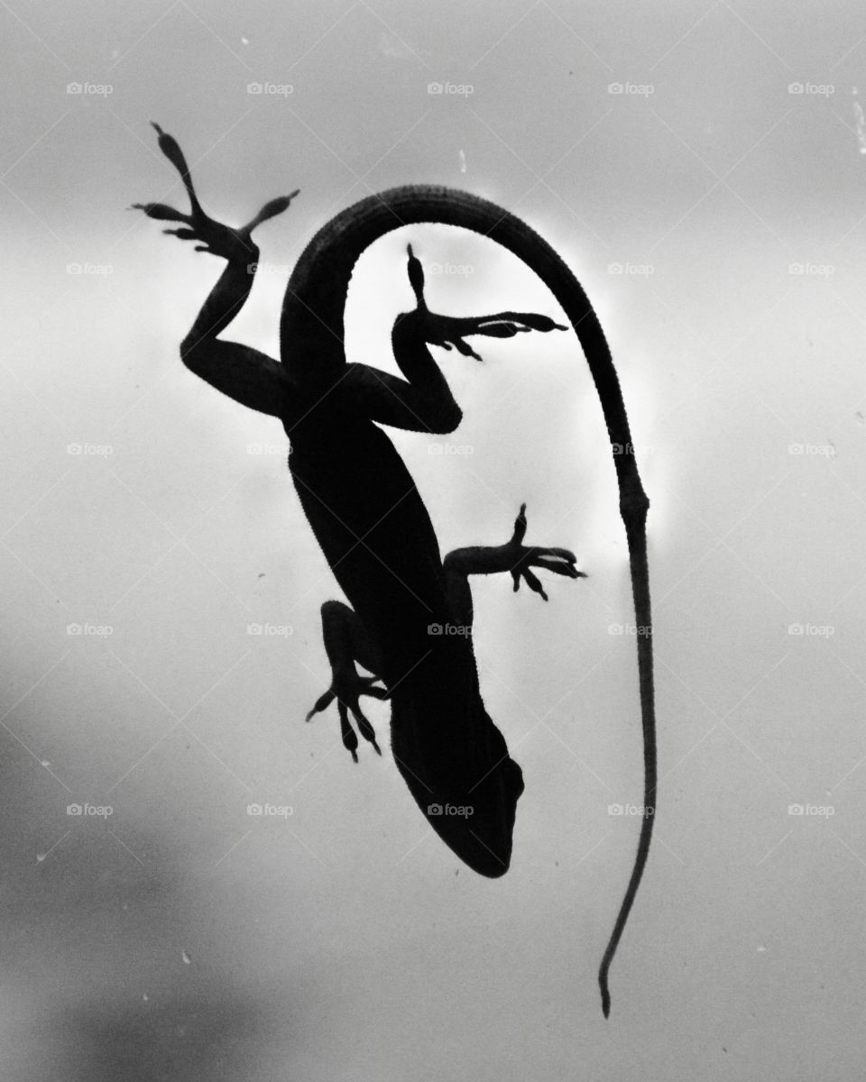 Lizard on window glass