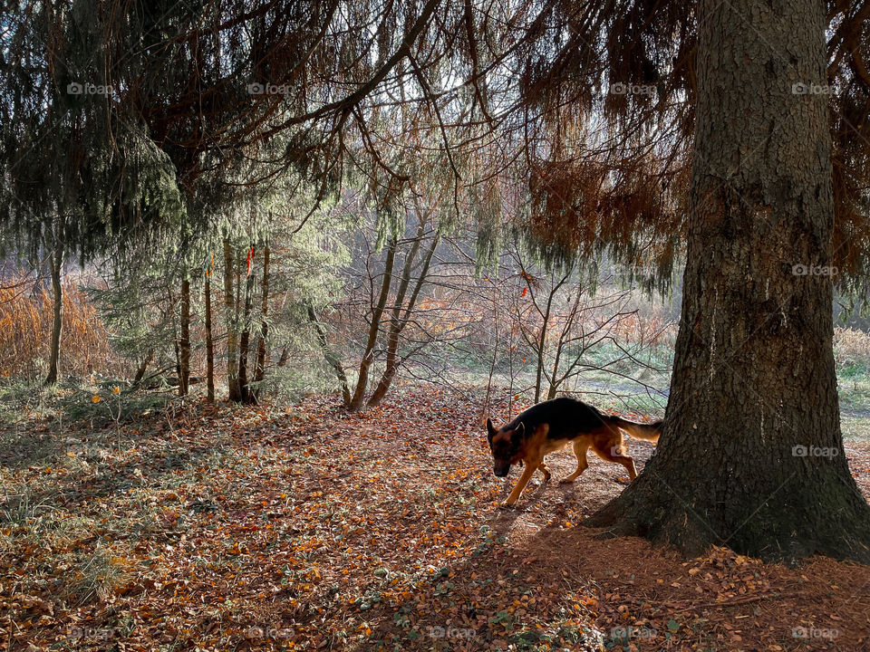 Walking with German shepherd dog in autumn forest 