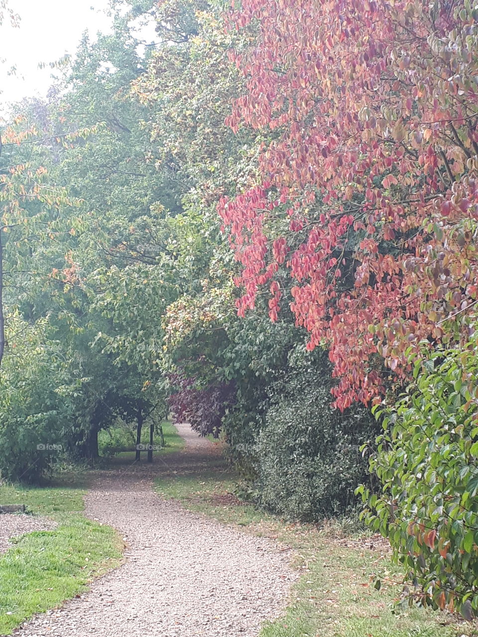 Leaf, Tree, Nature, Fall, Season