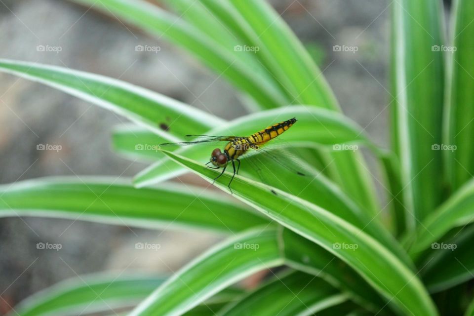 yellow and black dragonfly on green leaf during daytime