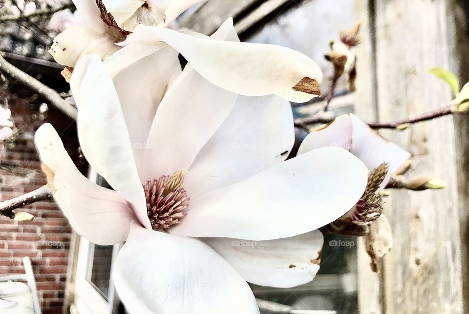 Magnolia 🌸
