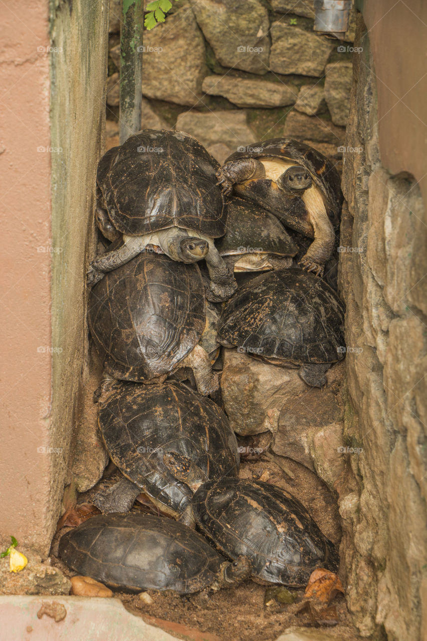 National Zoological Gardens of Sri Lanka