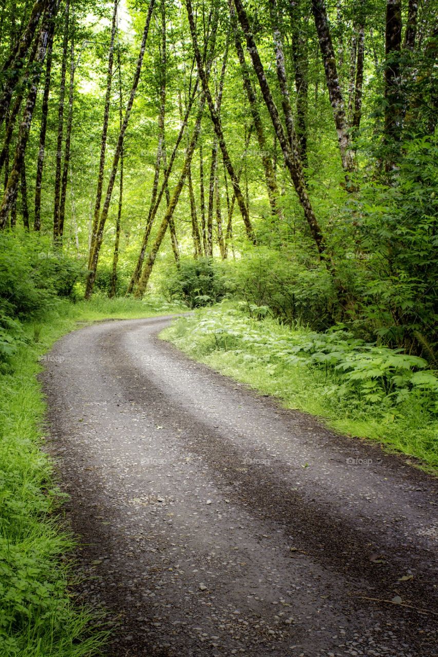 Single lane dirt road curving through lush forest.  