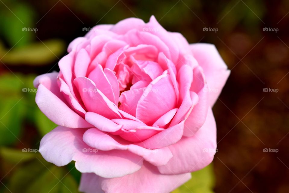bright pink color of blooming rose in the garden.