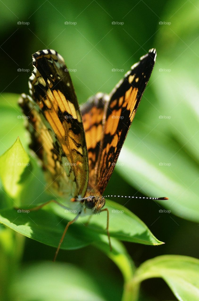 orange and black butterfly