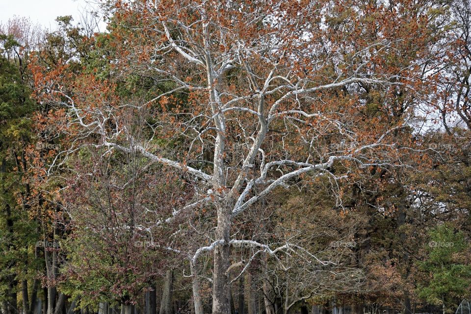 Large Tree With White Spots in the Fall