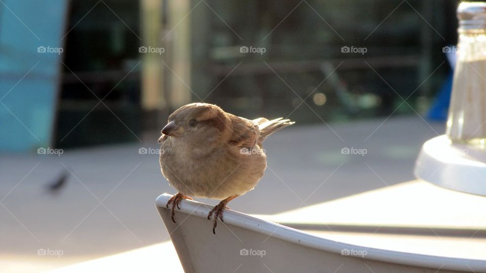 sparrow