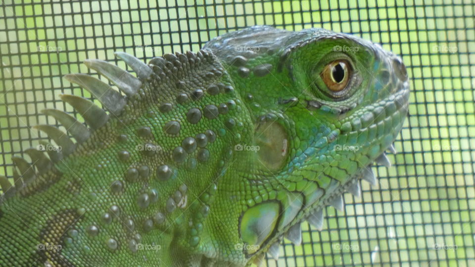 Green iguana got trapped in my screen patio
