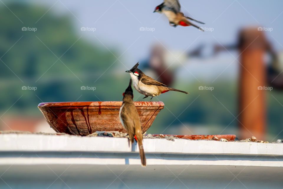 Red whiskered Bulbul