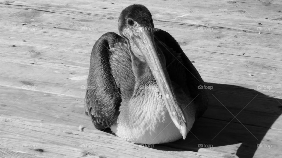Myrtle Beach pelican