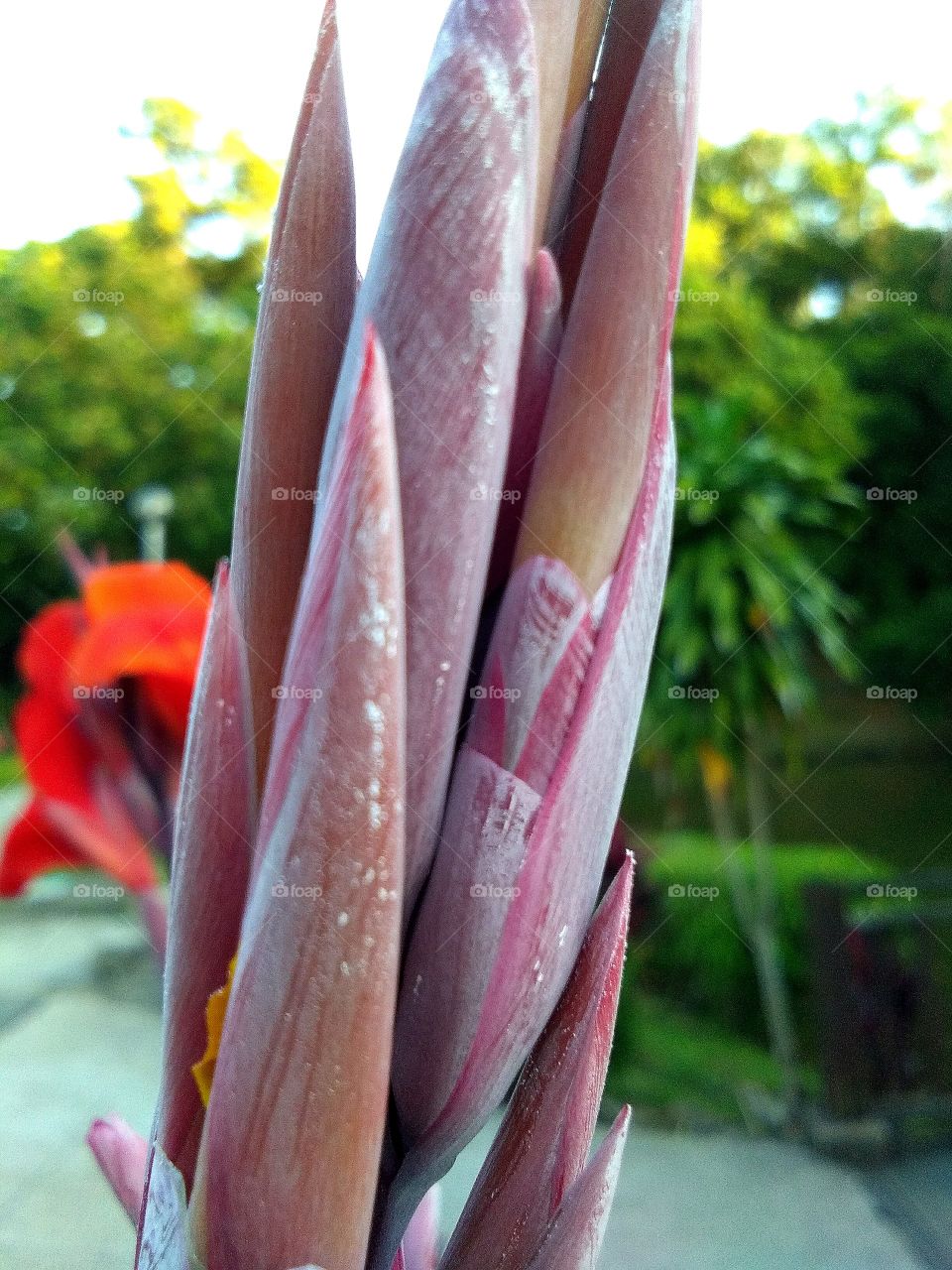 we grow together, Flowers