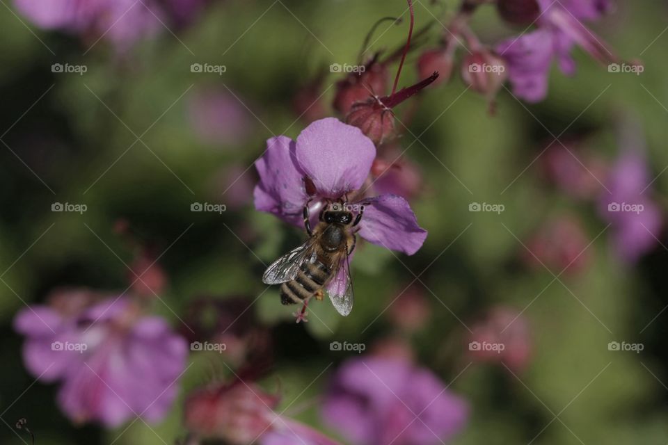 Bee