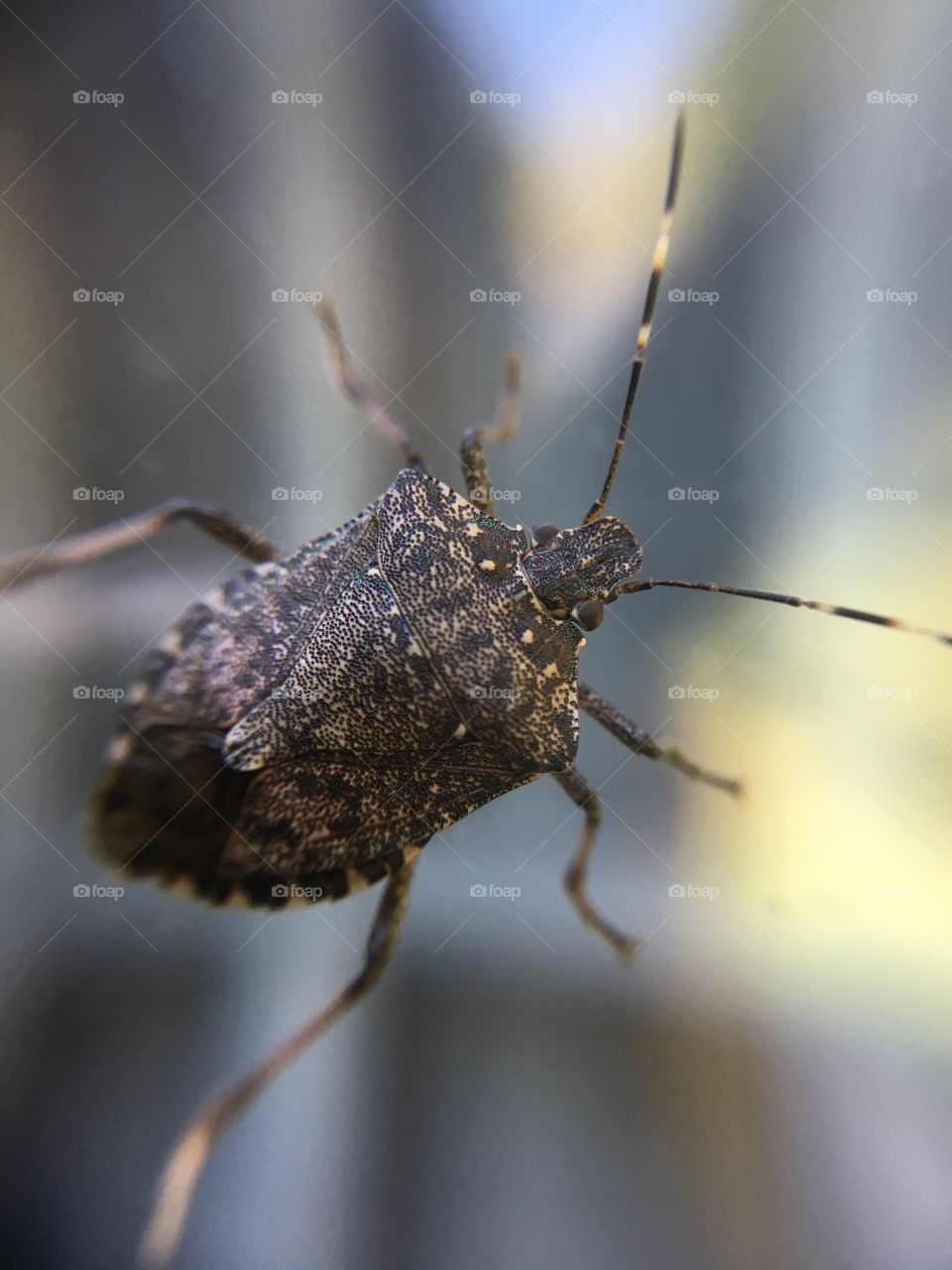 Stink bug in September