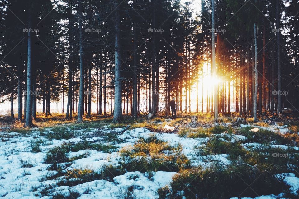 Wood, Snow, Nature, Landscape, Tree