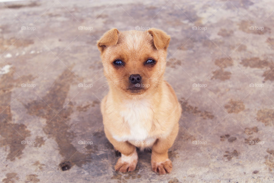 Playing outside with the dog