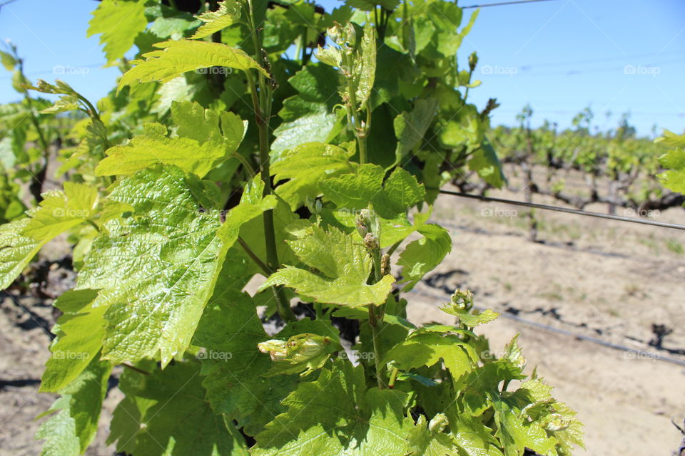 grape vine leaves