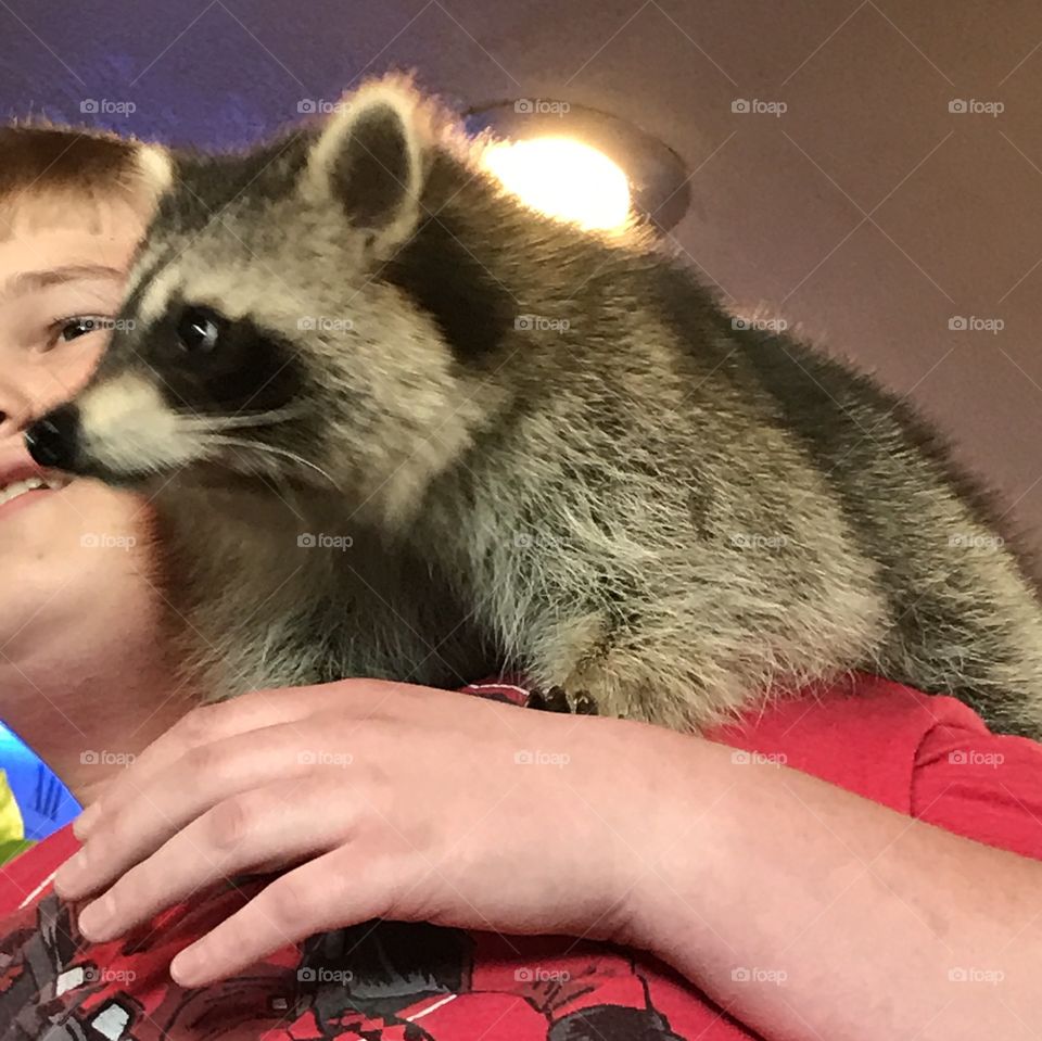 Pet raccoon sitting on a boy's shoulder